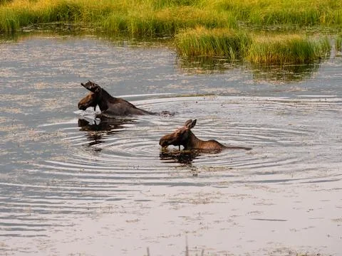 Mother moose swimming with her young calf in the marsh while feeding at sunri Stock Photos