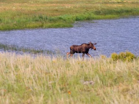 Mother moose walks across a meadow with water behind her. Stock Photos