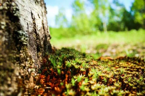 Mother nature. Green moss grass grow near the tree. Macro. Microcosm. Sunny day. Stock Photos