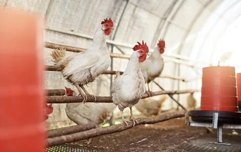 Mother Natures very first alarm clock. chickens in a hen house on a farm. Stock Photos