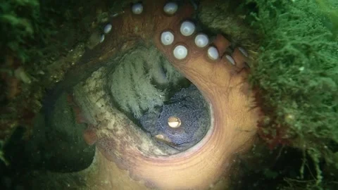 Mother Octopus with Eggs Stock Footage 229822008