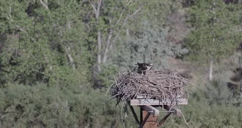 Mother osprey accidentally drops stick on juvenile chick who rises in respons Stock Footage 336981372