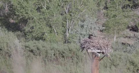 Mother osprey in apparent feeding behavior with newborn chicks in nest. Stock Footage 336407473