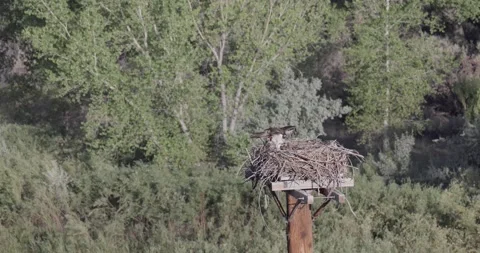 Mother osprey arrives at nest as two juvenile chicks rise to greet her Stock Footage 336981653