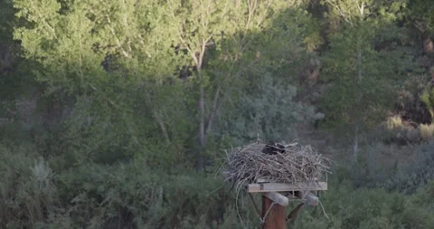 Mother osprey brooding and preening herself at sunrise, chicks hidden beneath Stock Footage 336746217
