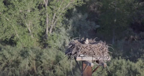 Mother osprey brooding over chicks in nest at sunrise Stock Footage 336407236