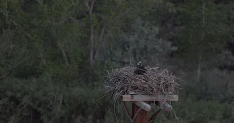 Mother osprey brooding over hidden chicks at dawn in soft early light Stock Footage 336746084