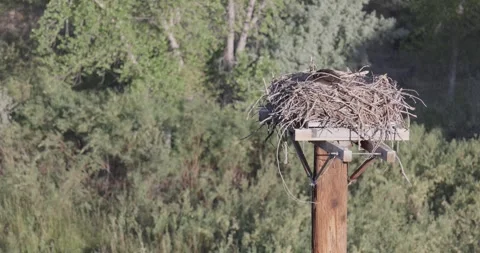 Mother osprey brooding at sunrise with one chick visible and moving beneath h Stock Footage 336746259