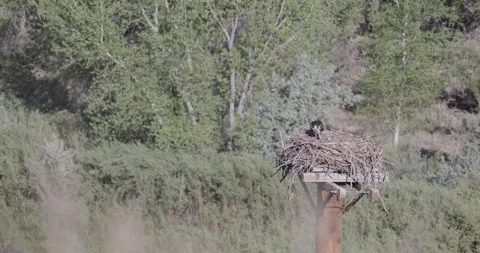 Mother osprey calling in guard posture with chicks visible in windy condition Stock Footage 336407466