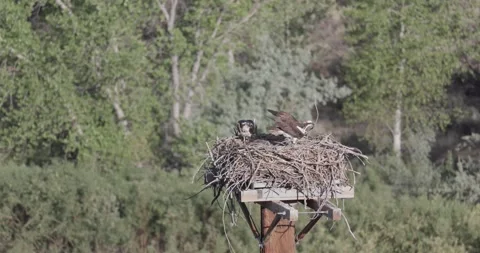 Mother osprey feeding chicks while father tends nest, handheld static shot Stock Footage 336980861