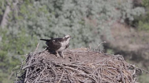 Mother osprey preening while scanning as newborn chicks beg in nest Stock Footage 336219986