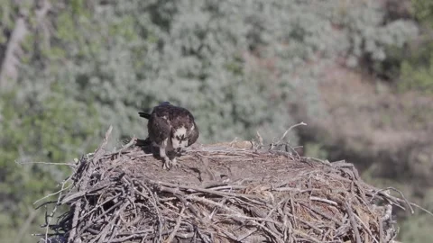 Mother osprey preening while scanning as newborn chicks beg in nest Stock Footage 336220057