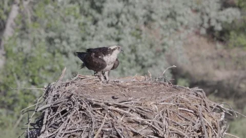 Mother osprey returns to nest, chirps at chicks, then departs again Stock Footage 336220378