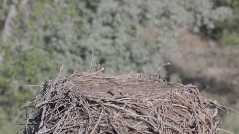 Mother osprey returns to nest with two newborn chicks waiting alone Stock Footage 336220413