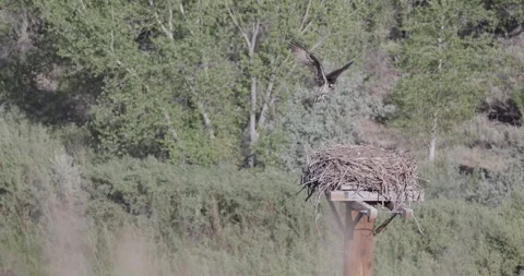 Mother osprey returns with stick to tend nest as bedded chicks rise Stock Footage 336407544