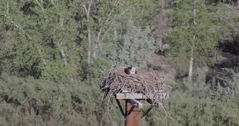 Mother osprey scanning surroundings while brooding over hidden chicks in nest Stock Footage 336219743