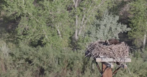 Mother osprey scanning while one chick is up and moving in full morning sun Stock Footage 336745801