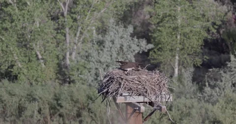 Mother osprey tending nest while chicks look around and preen Stock Footage 336407421