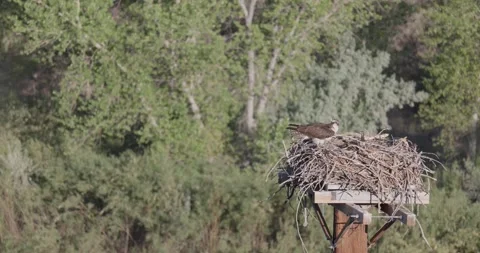 Mother osprey tending nest while chicks are up and moving in full morning sun Stock Footage 336745705