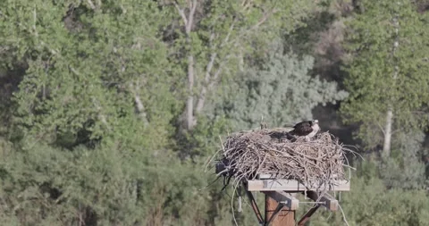 Mother osprey tending nest while chicks lie bedded down in full morning sun Stock Footage 336745979