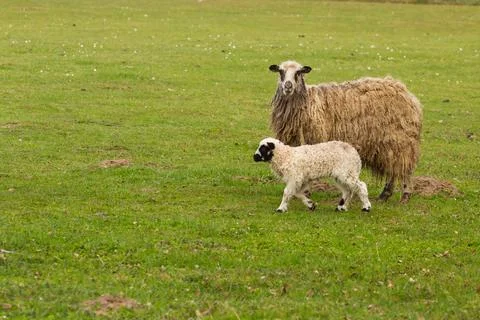 Mother Otsa and a newborn lamb walk in a meadow in the countryside. Stock Photos
