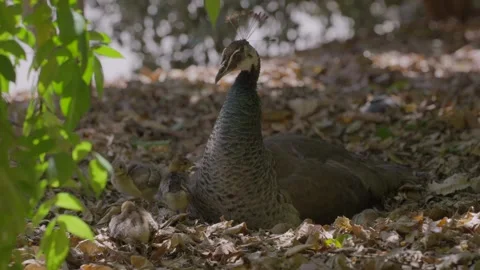 Mother peacock and chicks in leafy forest floor Stock Footage 346263465