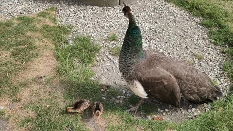 Mother Peahen with Two Tiny Peachicks Walking Together in Nature Stock Footage 339275858