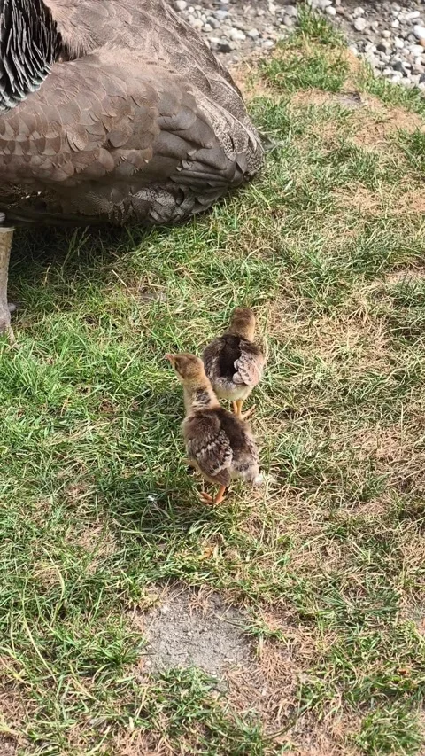 Mother Peahen with Two Tiny Peachicks Walking Together in Nature, 4K Vertical Stockbeeldmateriaal 339275862