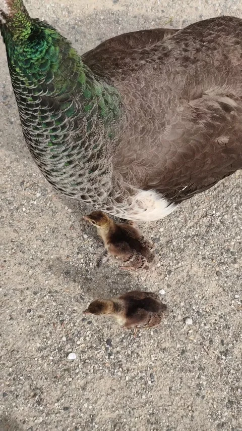Mother Peahen with Two Tiny Peachicks Walking Together in Nature, 4K Vertical 스톡 동영상 339275875