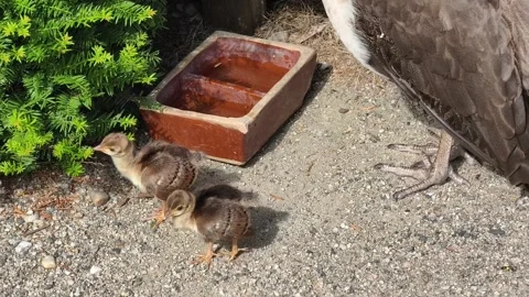 Mother Peahen with Two Tiny Peachicks Walking Together in Nature Stock-Footage 339276016