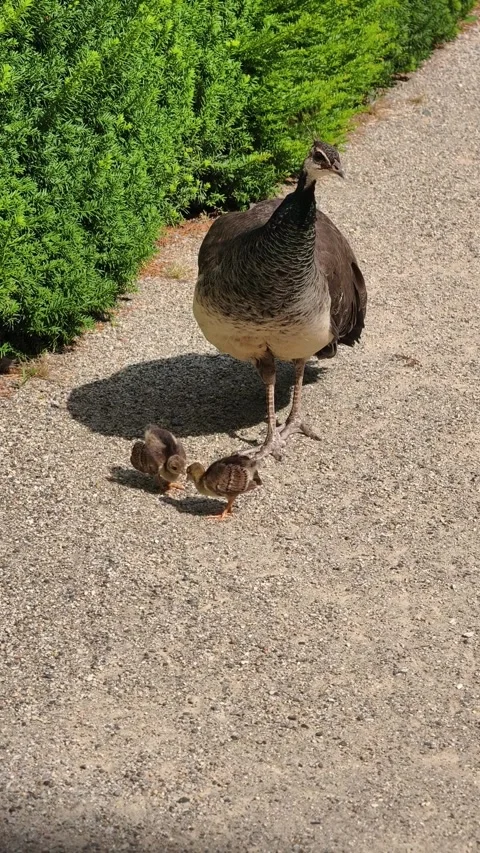 Mother Peahen with Two Tiny Peachicks Walking Together in Nature, 4K Vertical Stock-Footage 339276058
