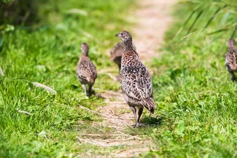 Mother pheasant with chicks walking on path in grass Stock Photos