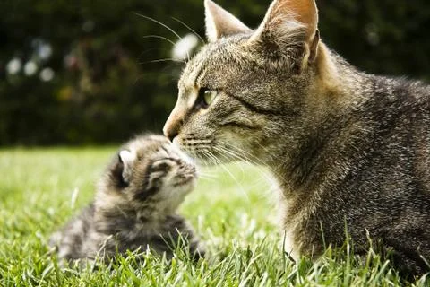 Mother Stock Photos