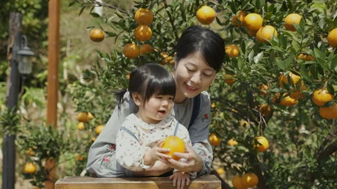 Mother picking a fresh orange from the tree Stock Footage 205867000