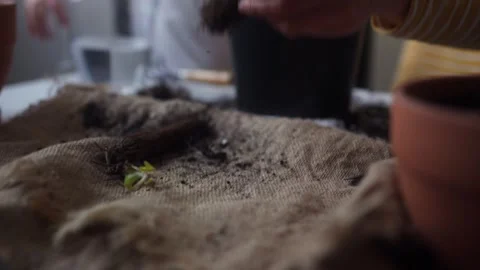 Mother picking up a strawberry seedling and placing it in a pot of soil Stock Footage 331439366