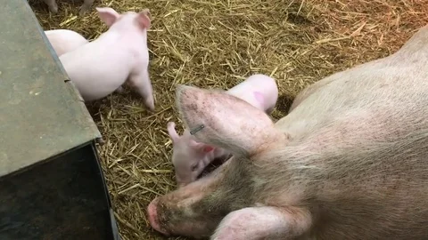 Mother Pig with Piglets Stock-Footage 72634050