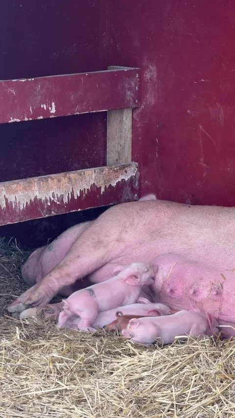 A mother pig resting in a barn while her piglets nurse and lie on the straw Stock Footage 319901821