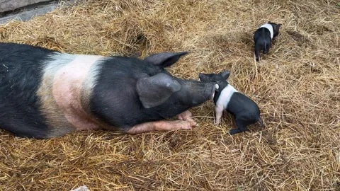 Mother Pig Resting with Small Piglets on Straw in Farm Pen Stock Footage 340338982