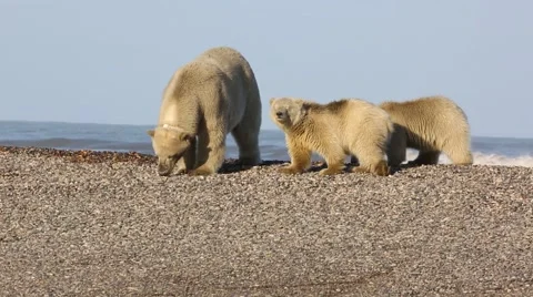 Mother polar bear and cubs walking on beach Stock Footage 47005688