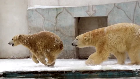 Mother Polar bear and Polar bear cub in winter landscape at snowfall, play game Stock Footage