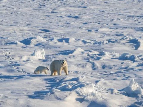 A mother polar bear (Ursus maritimus) with her COY (cub of year) walking on the Stock Photos