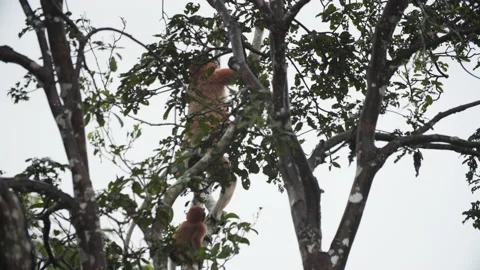 Mother Proboscis Monkey Eating Fruit in Tree, Borneo Stock Footage 144587542