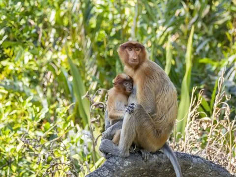 Mother proboscis monkey feeds her infant in Labuk Bay, Sabah, Malaysia Stock Photos