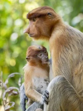 Mother proboscis monkey feeds her infant at Labuk Bay Proboscis Monkey Sanctuary Stock Photos