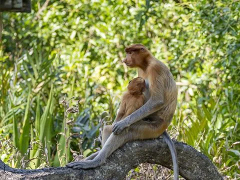 Mother proboscis monkey feeds her infant at Labuk Bay Proboscis Monkey Sanctuary Stock Photos