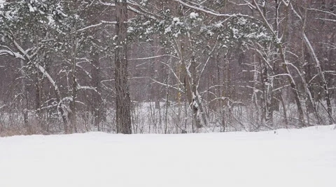 Mother pulling children on sled through snow. Slow motion Stock Footage 68518424