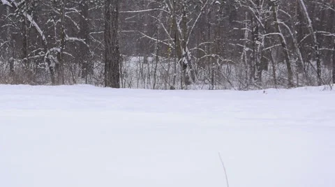 Mother pulling children on sled through snow Stock Footage 68518766