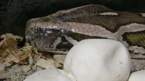 Mother python guarding her eggs Video stock 155173466