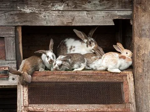 Mother rabbit with young bunnies Stock Photos