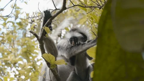 Mother red colobus monkey grooming infant, Zanzibar, Tanzania, low angle Stock Footage 236374554